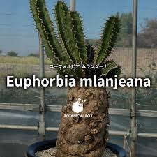 Image result for Euphorbia mlanjeana