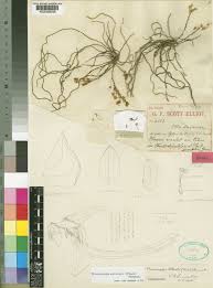 Image result for Microcoelia corallina