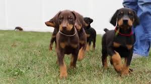 Dog doberman animal dogs pet cute animals creative picture high definition pictures high definition picture pets exquisite pictures canine practical picture portrait cats printing for high definition pictures furry brown mammal puppy lying domestic snow ears grass hair doggy printing application christmas. 6 Week Old Doberman Puppies Youtube