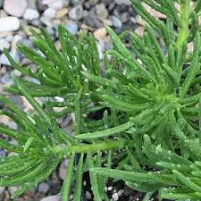 We did not find results for: Senecio Barbertonicus Succulent Bush Senecio Succulent Succulents Types Of Succulents Plants Low Water Plants