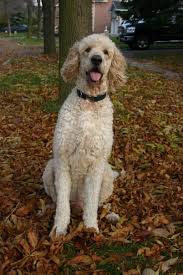 Teddy bear cut grooming styles for poodles scarlet s. Goldendoodles Haircut Ideas Addorable And Creative Styles