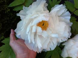Renkaku Tree Peony Flight Of Cranes Japanische Baume Pfingstrosen Pfingstrosen Garten