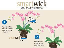 Westerlay Orchids Takes The Guesswork Out Of At-Home Plant Care -  Perishable News