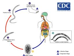 Image result for Helminth