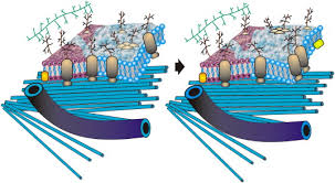 Lipid packing can influence the fluidity of the membrane. The Fluid Mosaic Model Of Membrane Structure Still Relevant To Understanding The Structure Function And Dynamics Of Biological Membranes After More Than 40 Years Sciencedirect