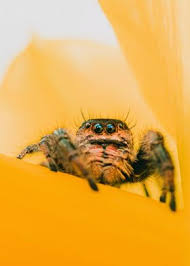 Phidippus regius, known commonly as the regal jumping spider, is a species of jumping spider in eastern north america. Regal Jumping Spider Poster By Stewart Wood Displate