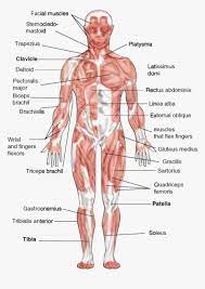With an option to place clickable spots anywhere on the figure and link each of them to any webpage. Muscular System Diagram Front Hd Png Download Kindpng