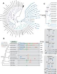 Google scholar ahn sn, kim yk, hong hc, han ss, kwon sj, choi hc, moon h, mccouch sr (2000) molecular mapping of new gene for resistance to rice blast (pyricularia grisea). Evolution Of A Plant Gene Cluster In Solanaceae And Emergence Of Metabolic Diversity Elife