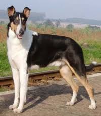 Resultado de imagen para imagenes de perros collie pelo corto