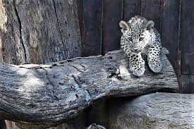 Zoo Babies Of 2018 A Baby Persian Leopard At The Madrid Zoo In Spain On July 26 Baby Animals Pictures Zoo Babies Baby Animals