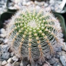 Image result for Saintpauliopsis lebrunii