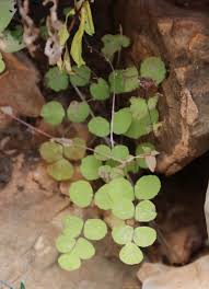 Image result for Adiantum soboliferum