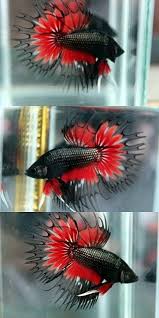 Black Red Crowntail Betta Betta động Vật Thien Nhien