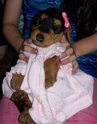 Kc reg , microchipped wormed injections. Airedale Puppies For Sale In Waterford Ontario Nice Pets Online