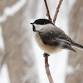 Wednesday Morning Birding-Winter event image