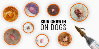 Melanomas are tumors of melanocytes, pigment cells, in dogs that can be benign or malignant. Skin Growths On Dogs Types Causes Diagnosis Treatments