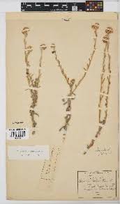 Image result for Nidorella spartioides
