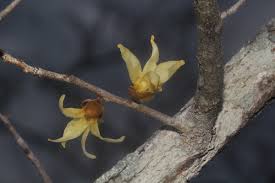 Image result for Hexalobus monopetalus