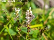 Image result for Syngrapha parilis