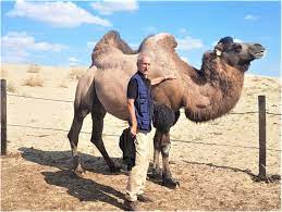 The other bulls (males) will travel in bachelor herds. Dromedary Camelus Dromedarius And Bactrian Camel Camelus Bactrianus Crossbreeding Husbandry Practices In Turkey And Kazakhstan An In Depth Review Pastoralism Full Text