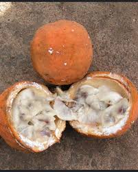 Image result for Landolphia ligustrifolia