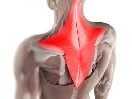 An upper (descending) part which supports the weight of the arm; Trapezius Muscle Anatomy And Function