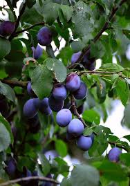 Prunier Plantation Taille Et Entretien Pour Une Belle Recolte