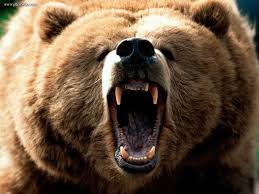 We did not find results for: 455044 Bear Wallpaper For Mac Computers Cool Wallpapers For Me