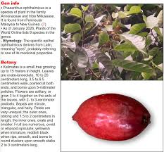 Image result for Dasylepis eggelingii