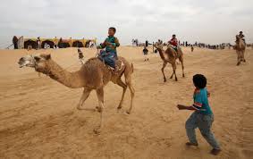 Pom.xml should be already selected so click finish. Egypt Camel Racers Hope Desert Sport Will Spread To Fresh Pastures Arab News