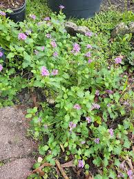 Image result for Volusia resupinata