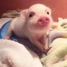 Catering von backschwein im fläming: 9 Teacup Schwein Ideen Minischwein Tierbabys Niedliche Tiere