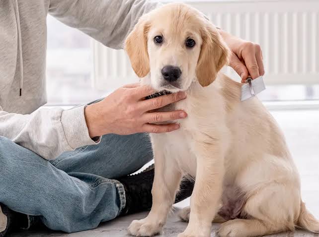 Puppy Cuts Northern Beaches - The Dog Social