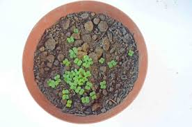 Alternative Anzuchttopfe Die Du Daheim Hast Gemuseanbau Garten Anlegen Pflanzen