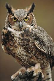 Captive Great Horned Owl Bubo By Raymond Gehman Great Horned Owl Horned Owl Owl Posters