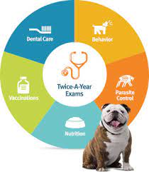 Go Beyond Pet Insurance With Pet Wellness Plans Banfield Pet Hospital