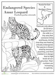 Endangered Species Amur Leopard Worksheet Education Com Endangered Animals Project Endangered Species Project Endangered Animals Activities
