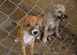 Last chance has lots of great pups available for adoption. Adopting Free Puppies Vs Buying Puppies For Sale Petmd Petmd