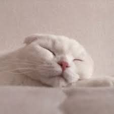 Discover more posts about cat cute icons. Cat Icons Tumblr