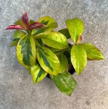 Image result for Pereskia