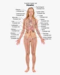 Once you are done, you can click on 'apply to body' button, and it will apply directly over your body parts (make sure your layer are showing, in the 1st tab of your hud) you can erase the active preview texture by clicking the erase icon, top left. Female With Organs Woman Internal Body Parts Hd Png Download Transparent Png Image Pngitem