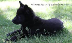 Another question i get asked a lot whenever the price of a gsd puppy comes up is someone that has. Minnesota K 9 Solutions Minnesota Canine Solutions 952 942 5229german Shepherd K 9 Bred Puppies For Sale Exclusively In Minnesota