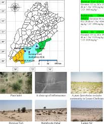 Image result for Sporobolus ioclados