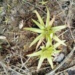 Image result for Eriocaulon truncatum