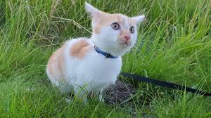 Wie hoch ist der preis vom katze kastrieren? Kastration Von Katzen Ist Tierschutz Sachsen Anhalt Wirbt Mit Plakat Fur Kastration Kommunen Sollen Kennzeichnung Verpflichtend Machen Du Bist Halle