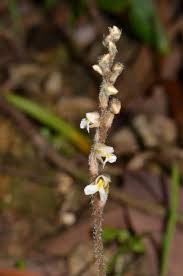 Image result for Zeuxine