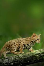 Rusty Spotted Cat Rusty Spotted Cat Spotted Cat Cat Species