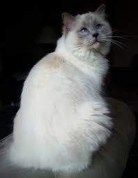 Black And White Ragdoll Cat She S Pregnant For Information Www Ribbonsragdolls Com Minha Cara Quando Cara