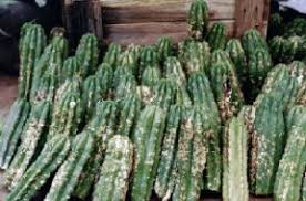 The peyote /peɪˈoʊti/, scientific name lophophora williamsii /ləˈfɒfərə wɪliˈæmziaɪ/, is a small, spineless cactus with psychoactive alkaloids, particularly mescaline. Cacti Drugwise