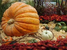 Image result for giant pumpkin